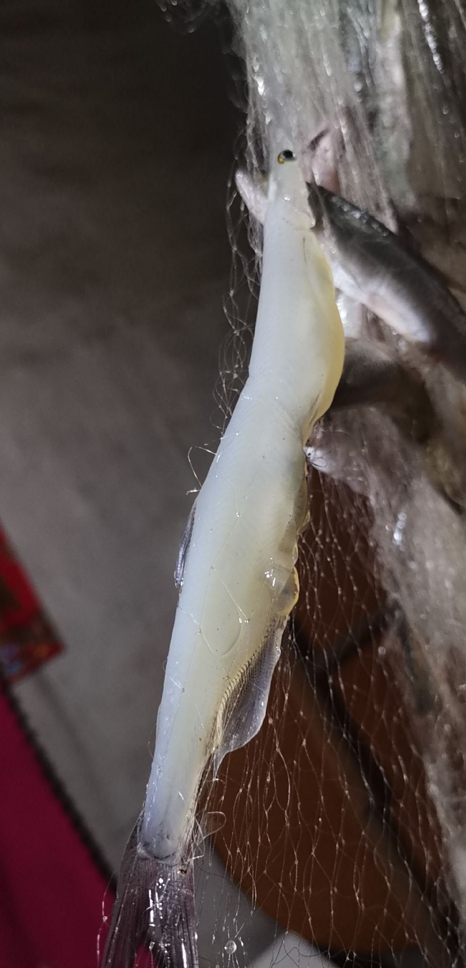  银鱼