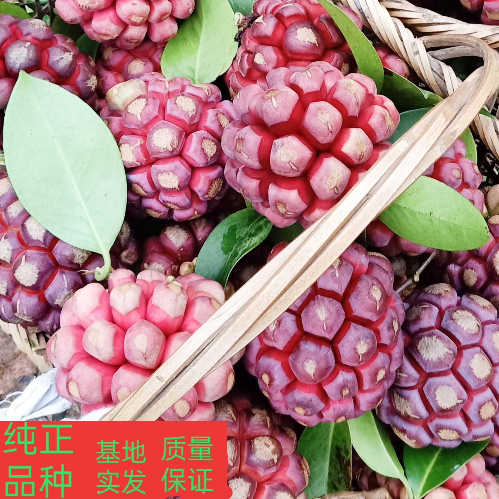 通道侗族自治县黑老虎种子  黑老虎布福娜优质紫红品种，颗粒饱满