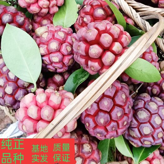 通道县黑老虎种子  黑老虎布福娜优质紫红品种，颗粒饱满