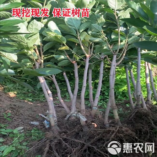 甜脆柿子苗  嫁接柿子苗脆甜柿子树苗地栽果树南北方种植当年结果无核特大