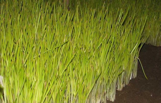 蒜黄 40cm以下 
