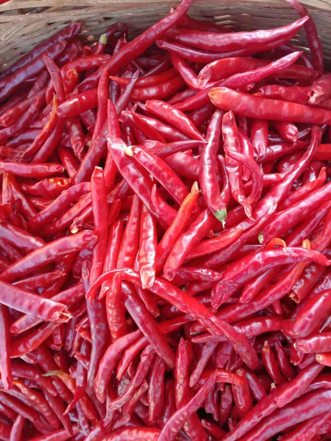 [辣椒批发]丘北辣椒 云南正宗丘北辣,微辣 品质优美 ,有需要的欢迎