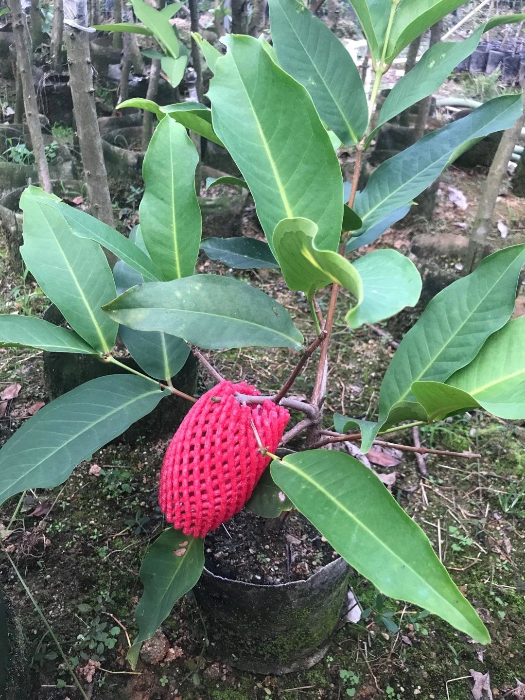 大叶红莲雾苗  珍珠莲雾，黑金刚莲雾，