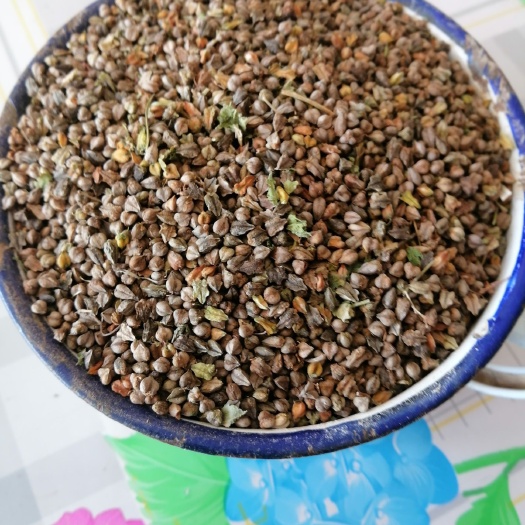 敖汉旗 自家种植的苦荞麦，无化肥的绿色食品