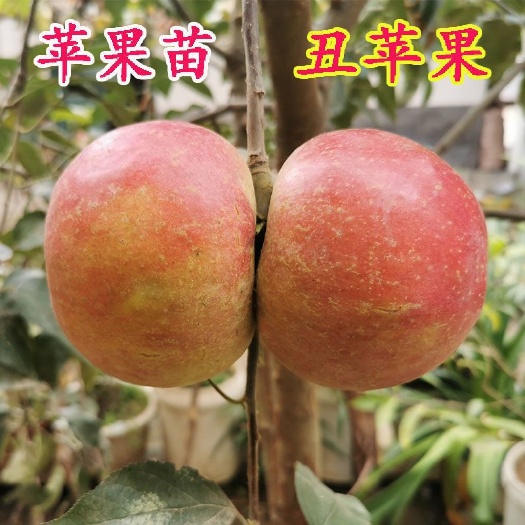 平邑县冰糖心苹果苗  苹果树苗盆栽地栽嫁接苹果苗矮化红富士南北方种植果树苗当年结果