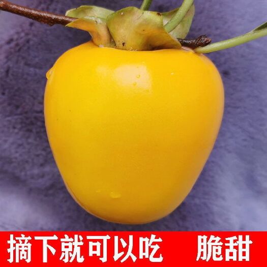平邑县甜脆柿子苗  嫁接柿子苗脆甜柿子树苗地栽果树南北方种植当年结果日本无核特大