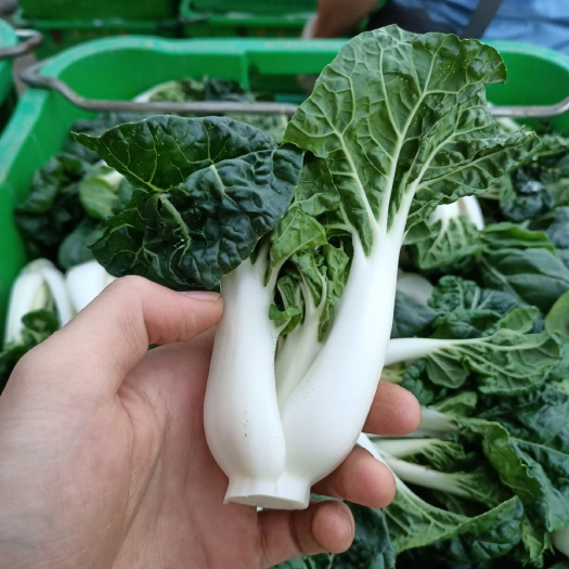 河源奶白菜 斗白