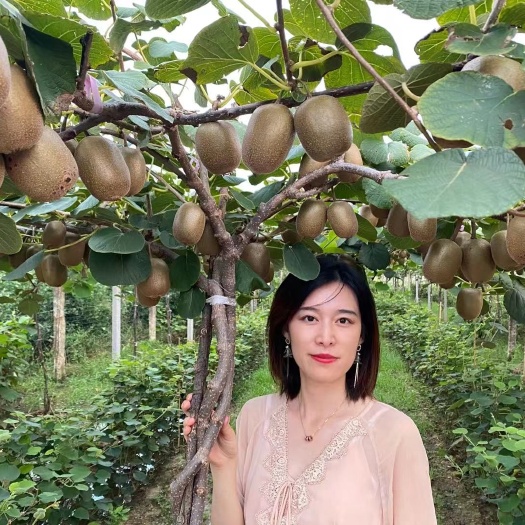 平邑县红心猕猴桃苗  红心猕猴桃果树苗盆栽嫁接苗黄心弥猴桃树苗当年结果软枣猕猴桃苗