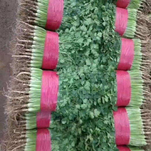 聊城铁杆青香菜  入库香菜大量上市中，每天成交量5万斤左右，产地直销，代发全国