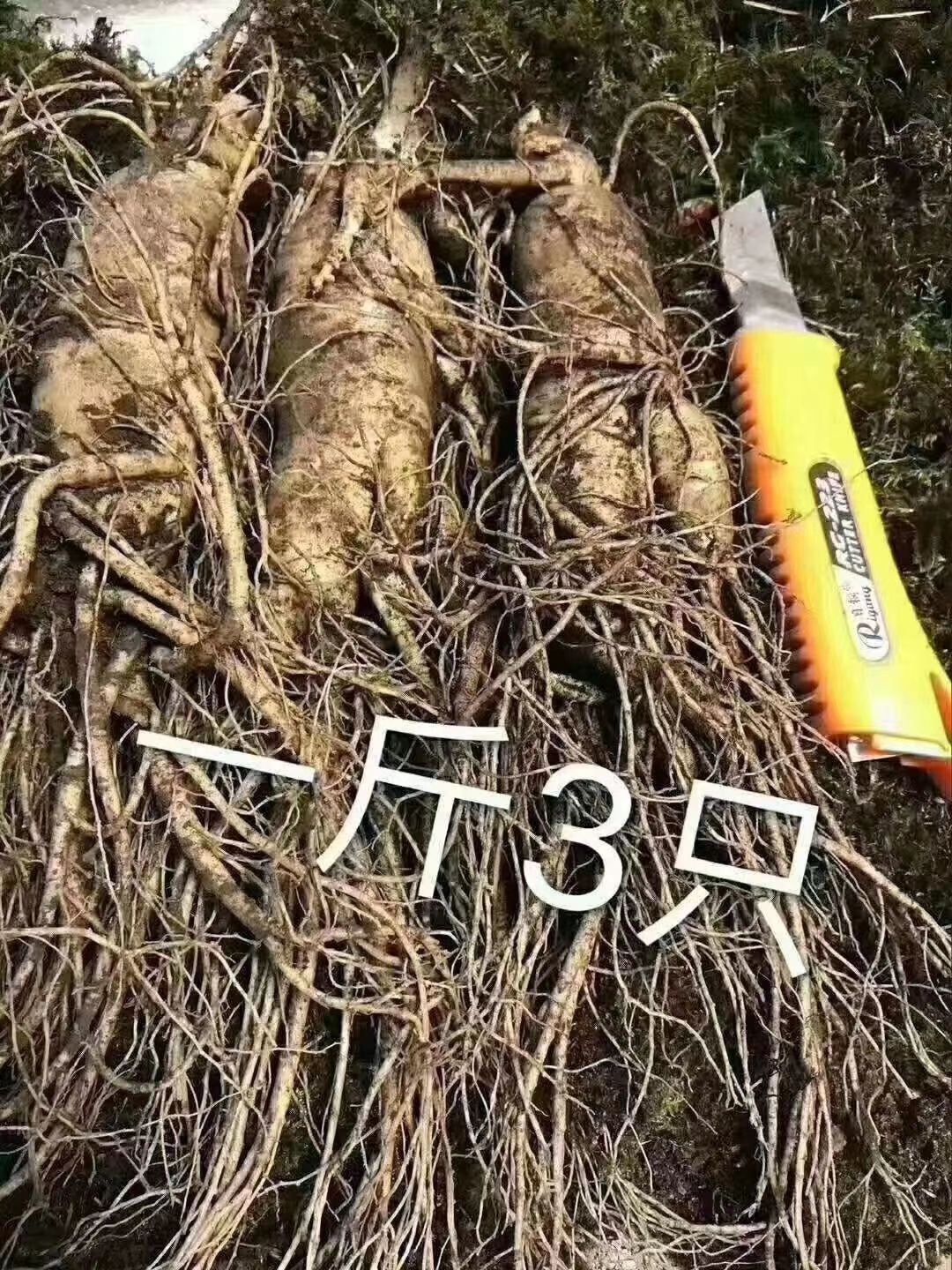 抚松县人参  三两一棵的鲜参