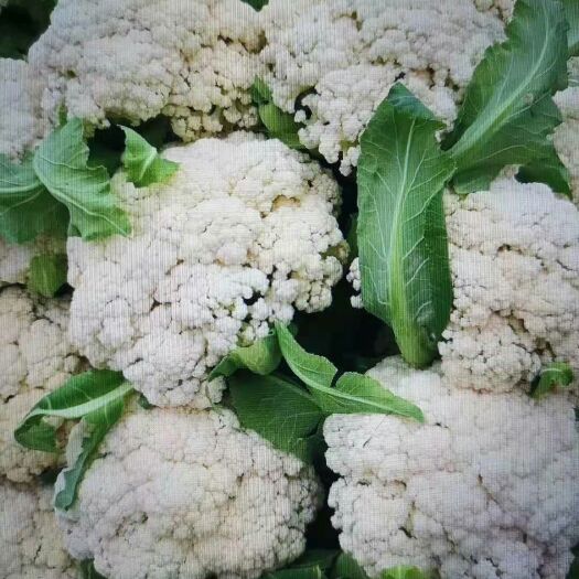 郯城县【精品】天雪菜花_基地直供_货源充足-保证质量