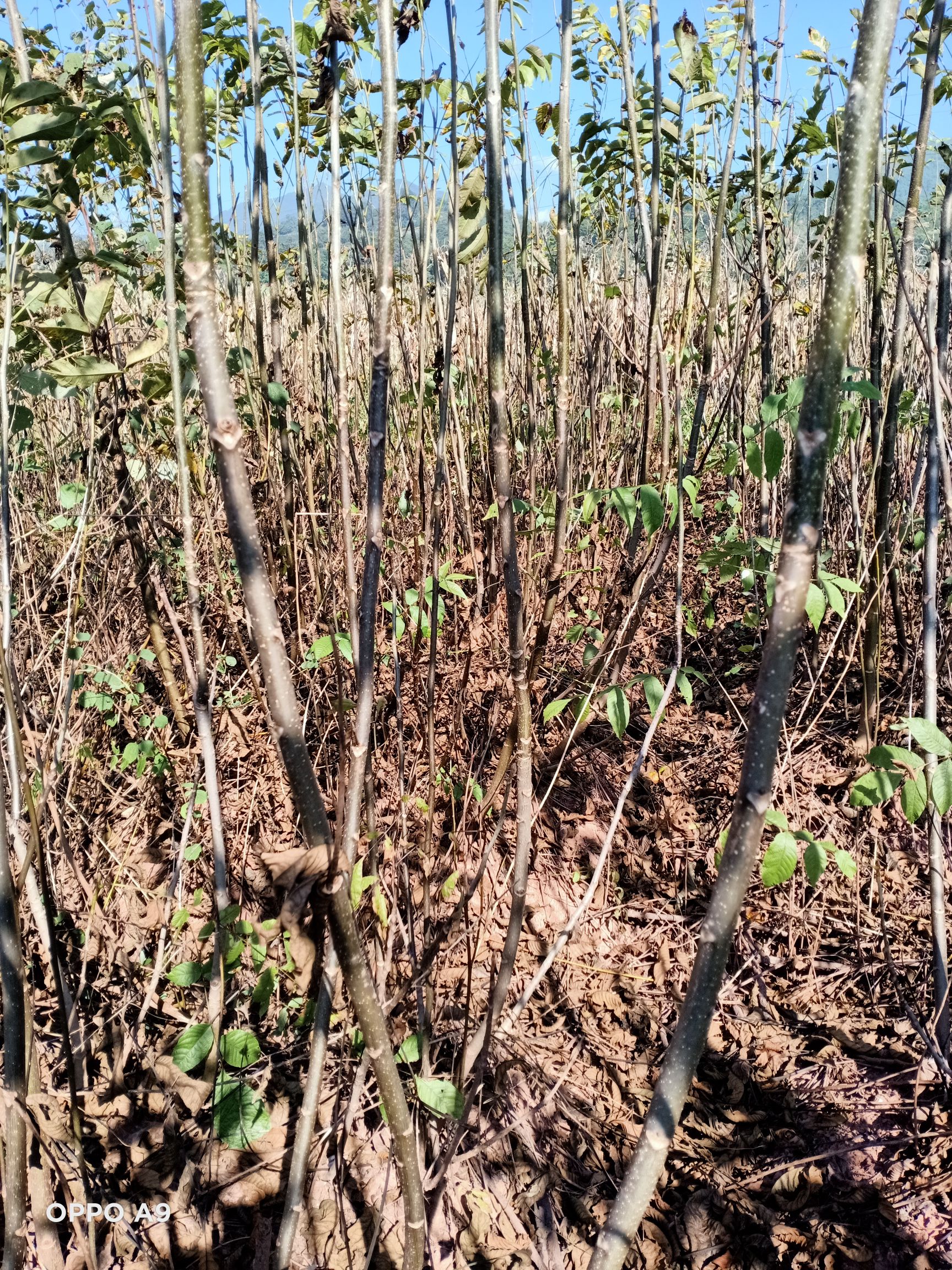 鲁甸大麻核桃苗  鲁甸核桃苗  鲁甸麻核桃树苗