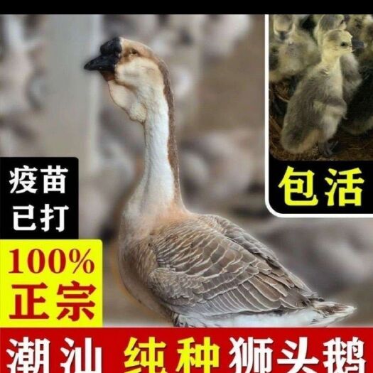 沭阳县灰鹅苗  鹅苗，狮头鹅苗郎德鹅苗，马岗鹅苗
