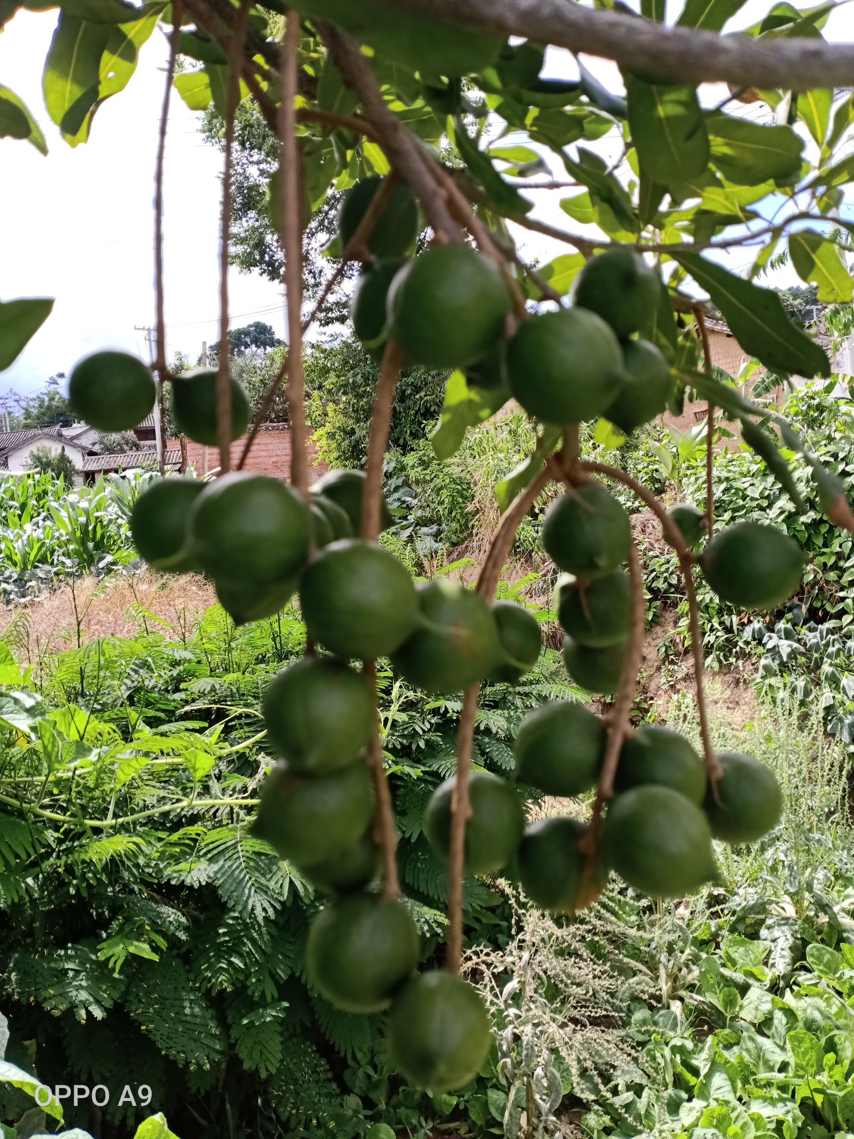 夏威夷果树苗  澳洲坚果苗，夏威夷果