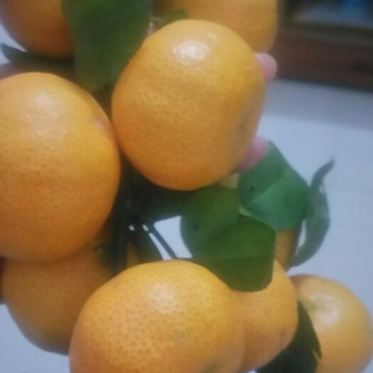 南宁12月沙糖桔，果好，味道清甜，冬季水果首先佳品