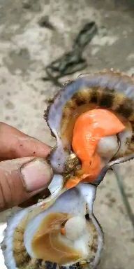 乳山市港湾扇贝，个头均匀，肉质饱满