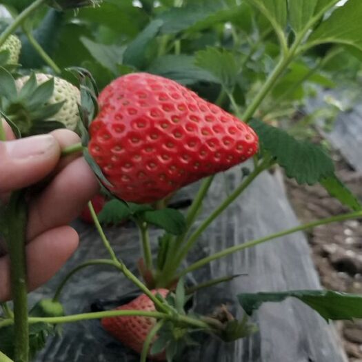 上海红颜草莓  上海草莓，自己种植的红颜章姬。果子品质有保证，一分价格一分