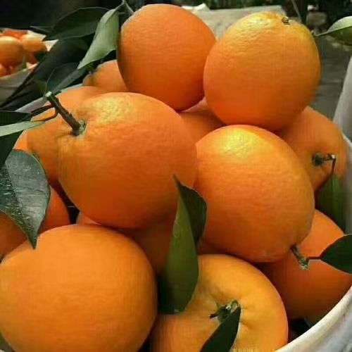 纽荷尔脐橙 临澧脐橙