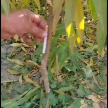 阜城县 冬蟠桃树苗