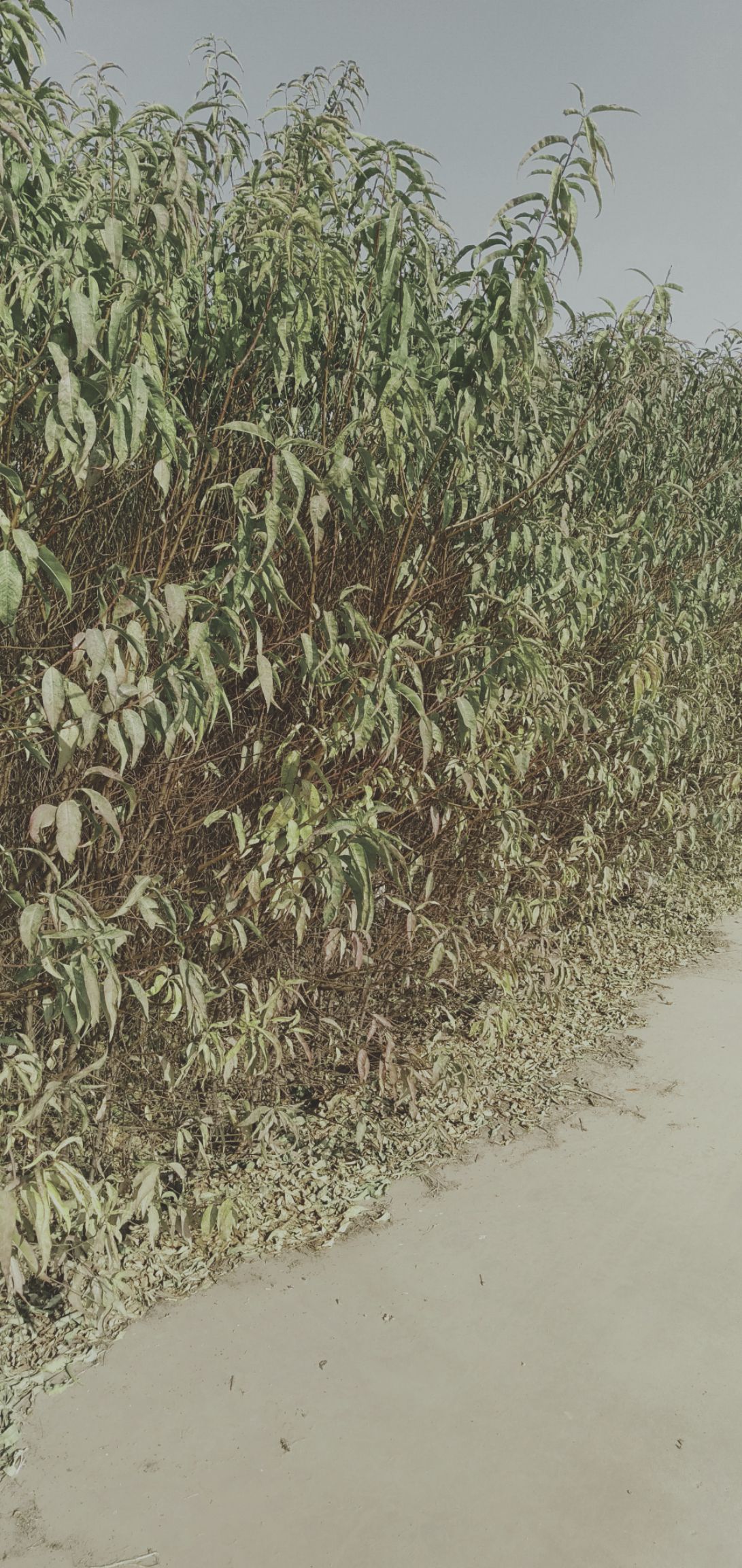 杨树苗低价批发107.精品杨树苗。一公分到三公分。