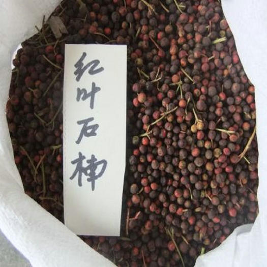 新釆红叶石楠种子四季常青绿化树种子火焰红石楠树种子红叶石楠籽