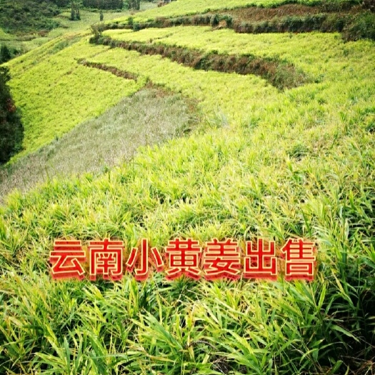 漾濞县高海拔，新鲜云南小黄姜，