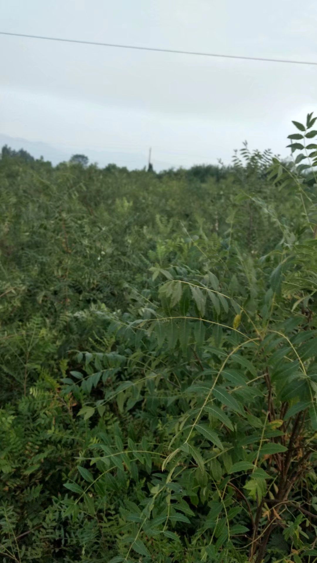 大刺皂角树  皂角苗优质皂角苗产地批发品质保证