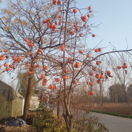 泰安火葫芦柿苗 