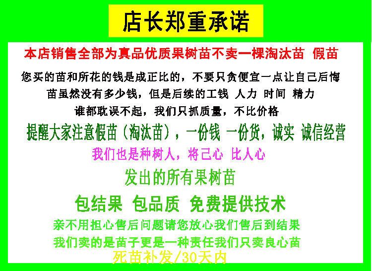 长红枣苗  枣苗树苗早脆王特大当年结果嫁接苗冬枣地栽枣树活苗果树苗水果苗