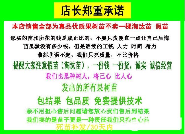 长红枣苗  枣苗树苗早脆王特大当年结果嫁接苗冬枣地栽枣树活苗果树苗水果苗