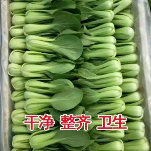 曹县上海青