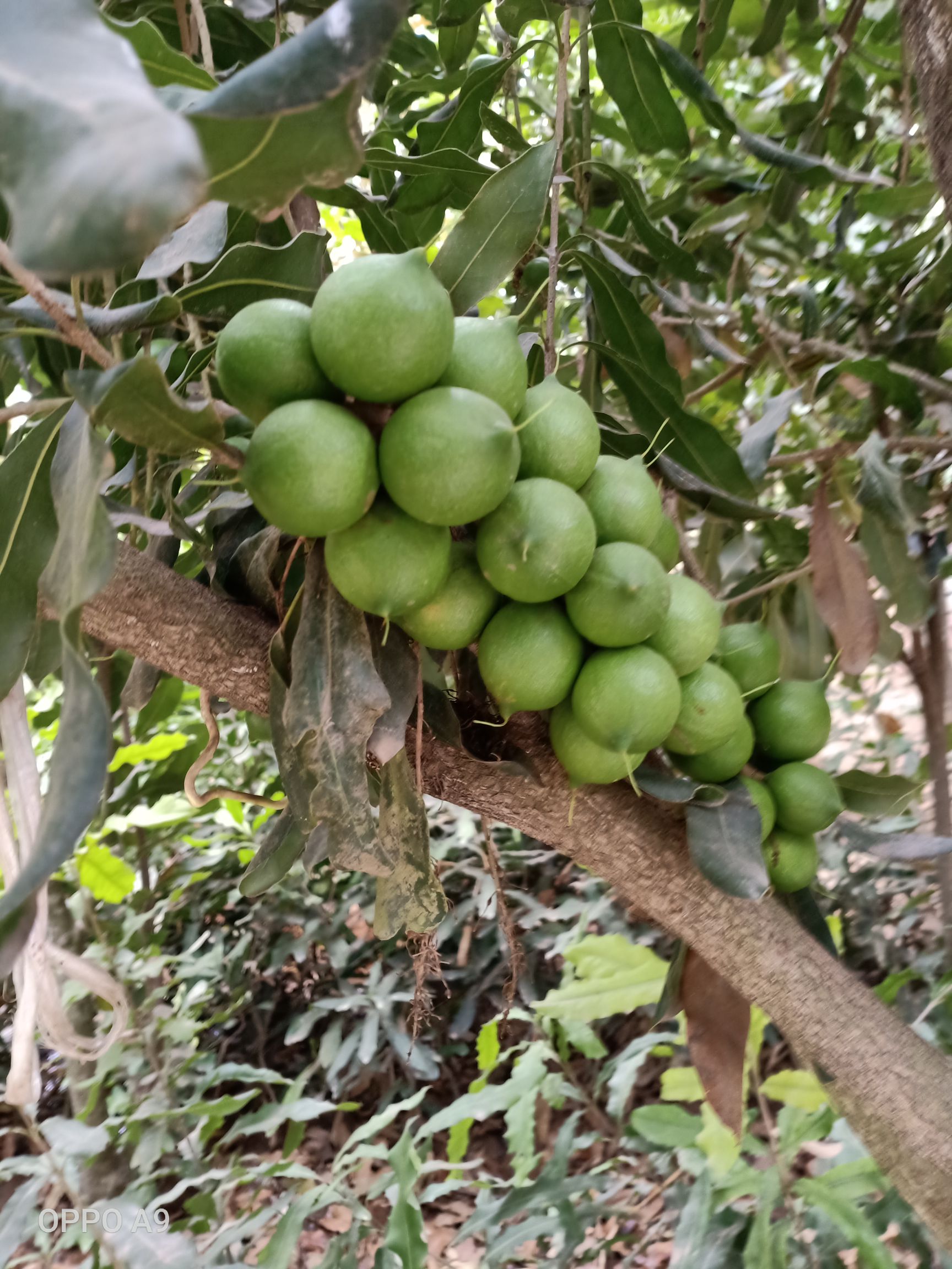 夏威夷果树苗  澳洲坚果苗，夏威夷果