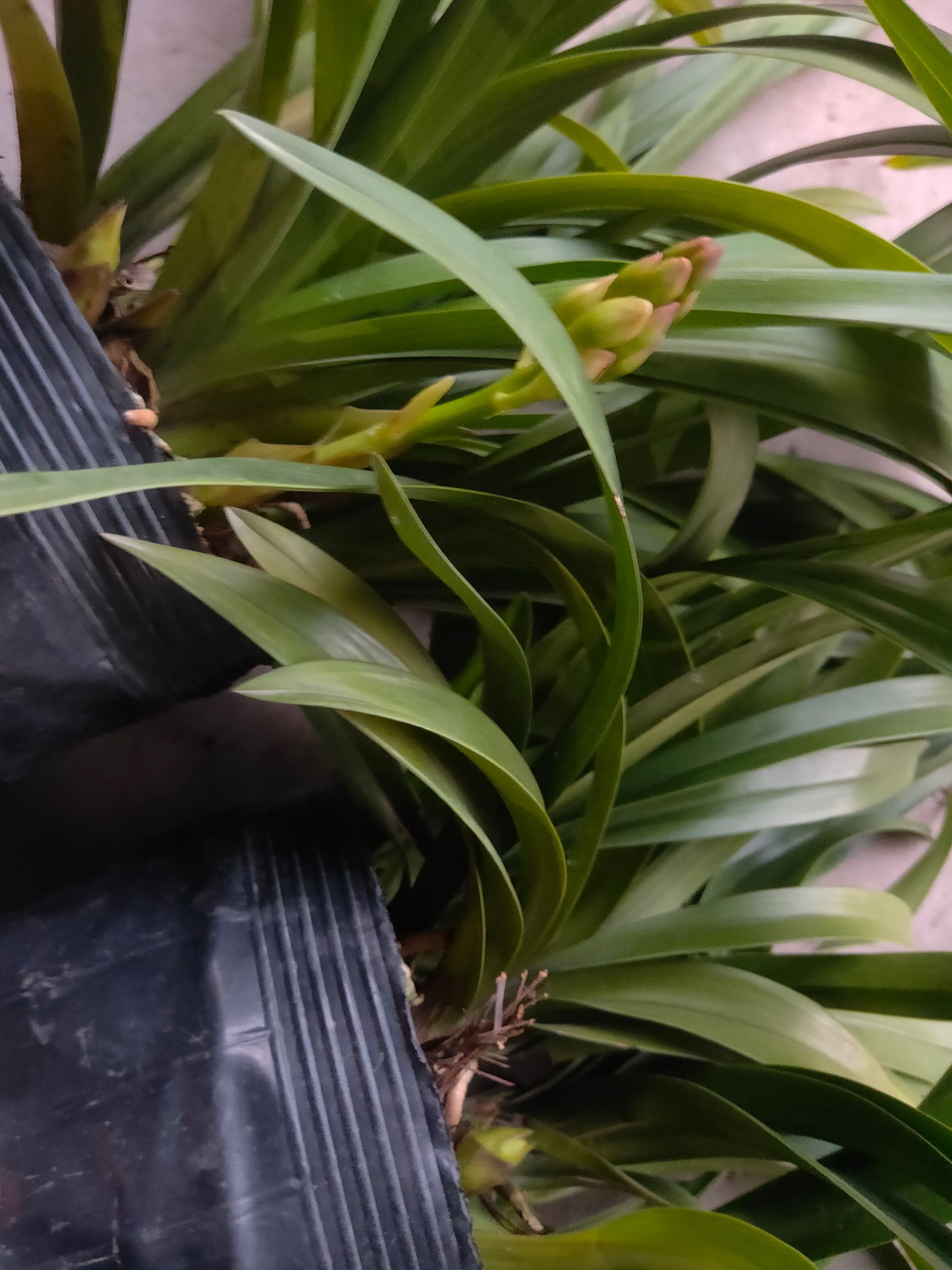 红贵妃 老板们看过来漂亮红宝石 上货供应咯