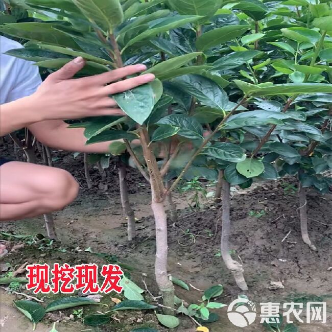 甜脆柿子苗  嫁接柿子苗脆甜柿子树苗地栽果树南北方种植当年结果无核特大