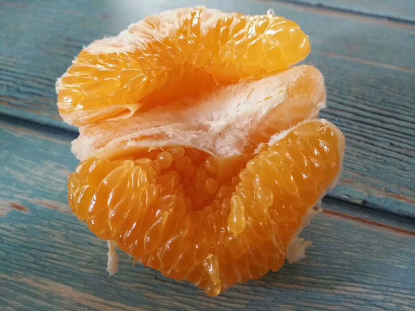 美国糖桔苗  大雅一号苗 大雅杂柑品种晚熟柑橘苗 千思农林大雅果苗基地直供