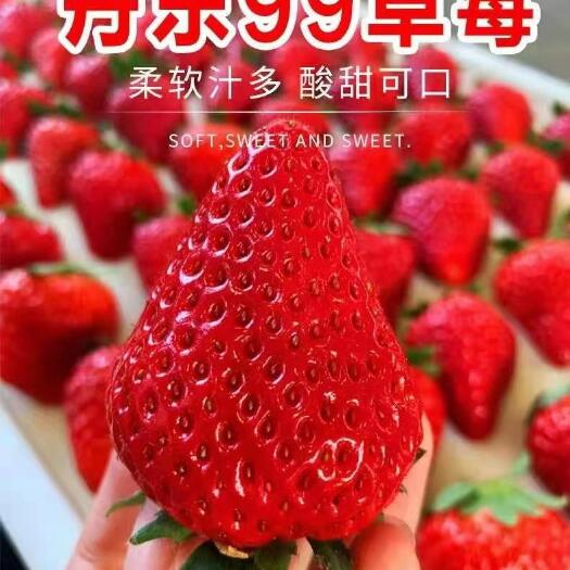 东港市丹东草莓 电商果 