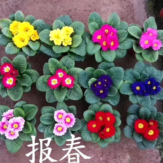报春花种子 报春花租摆观赏