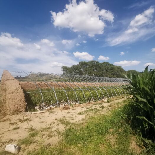 畜牧养殖用地  租售内蒙赤峰克旗一土地 种养殖结合用地 设施齐全