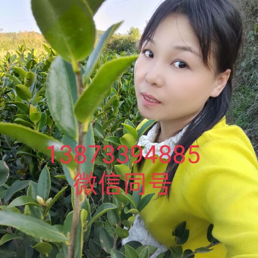 攸县油茶树苗  两年油茶杯苗不包邮地价 2 元