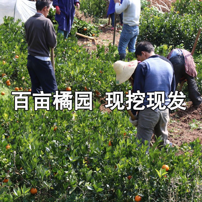 沙糖桔苗  正宗嫁接橘子苗砂糖橘南北方种植盆栽地栽果树当年结果