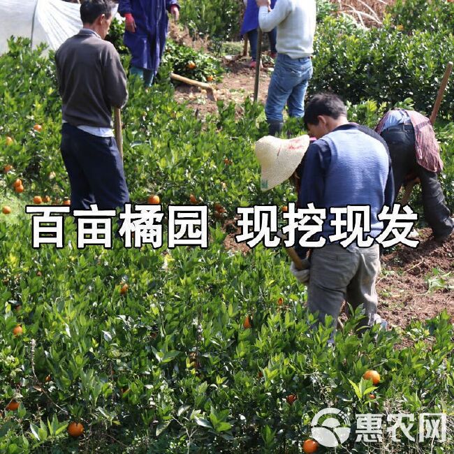 沙糖桔苗  嫁接橘子苗砂糖橘南北方种植盆栽地栽果树当年结果