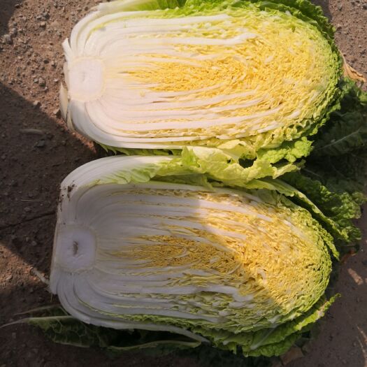 新野县黄心大白菜  大白菜，净菜，3-5左右黄心，产地直供，需要老