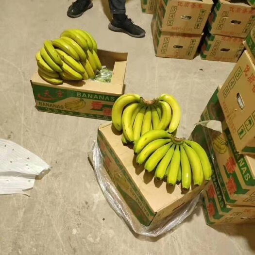 邯郸【热卖中】大量出库云南香蕉二黄，生蕉，大黄