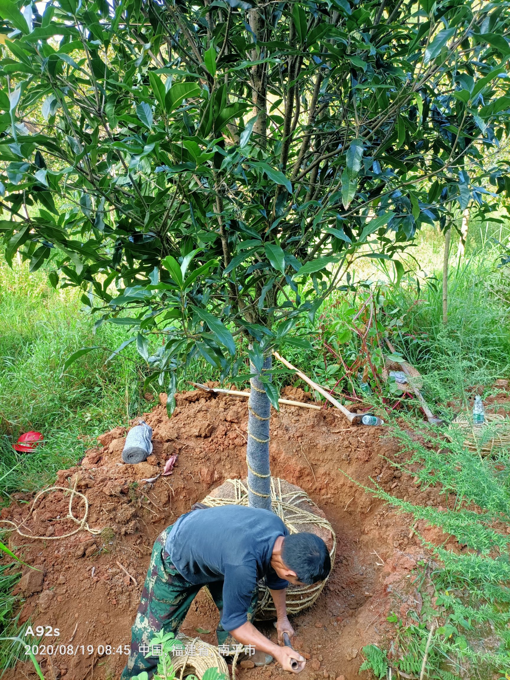 丹桂，桂花，