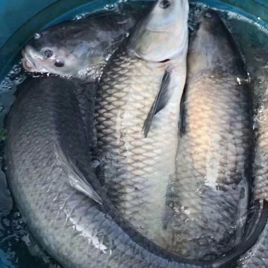 唐河县淡水青鱼 3－8各种规格青鱼