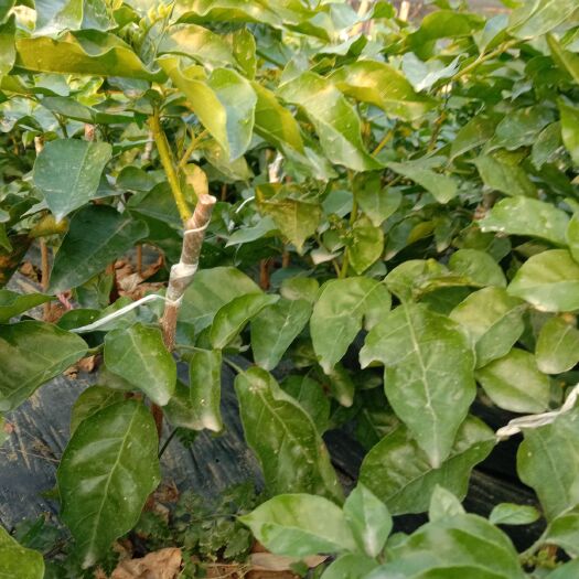 灵山县正宗黑黄皮果苗，抗虫抗旱能力强，果实果肉饱满多汁，酸甜可口。
