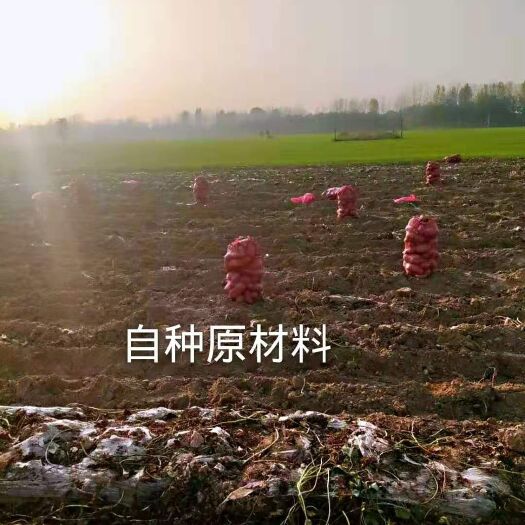 柘城县红薯粉 