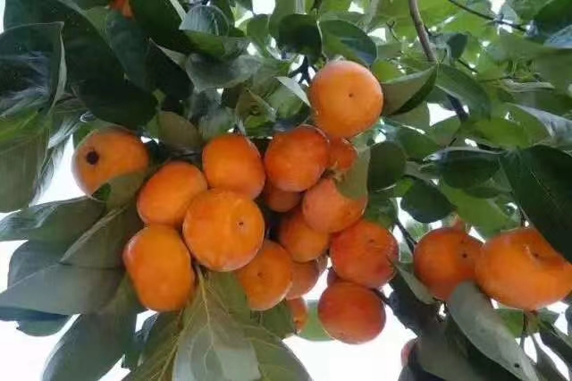 圆柿饼  广西桂林大山里的特产原汁原味，零男女老少