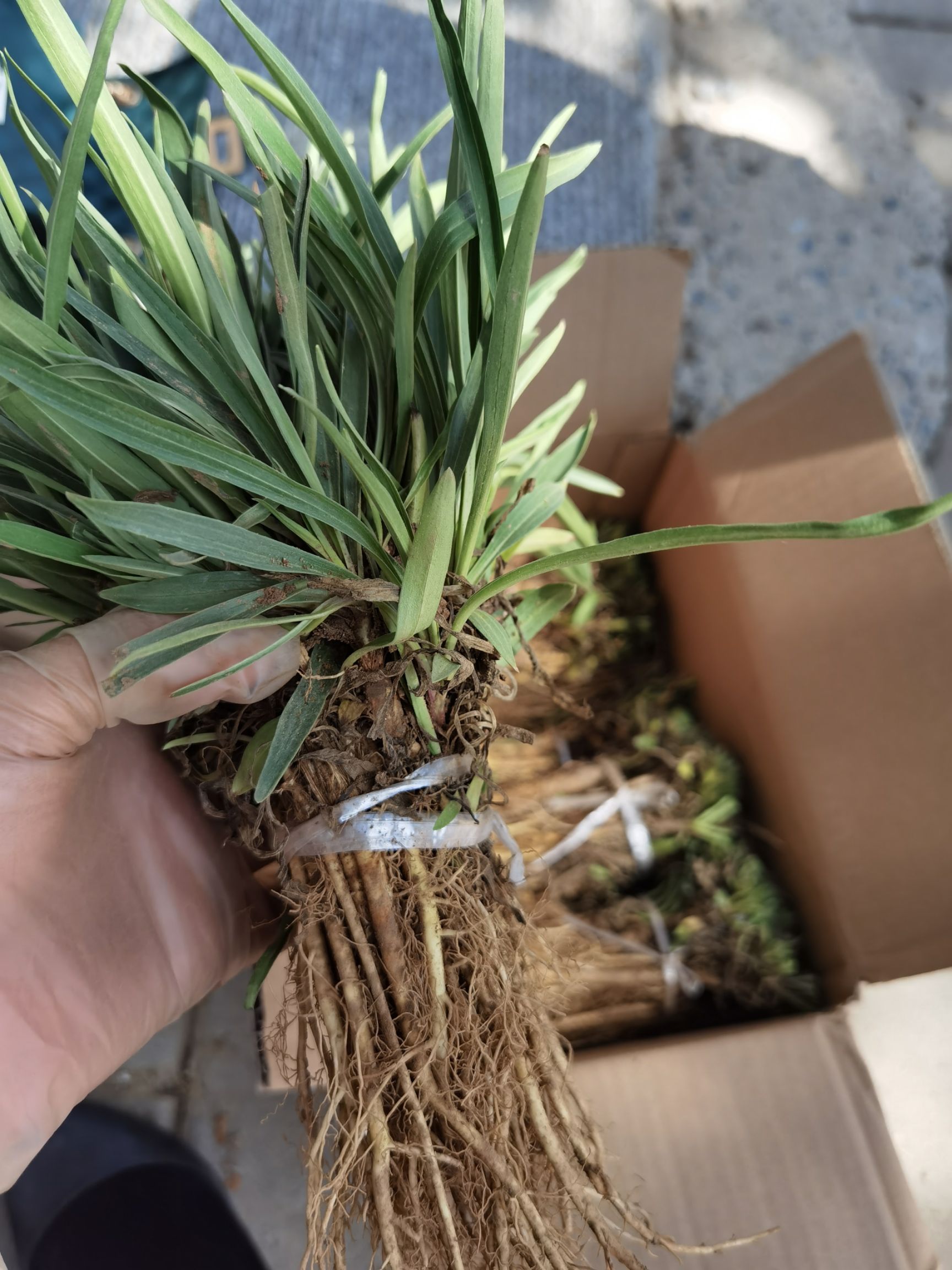 秦艽籽，秦艽种子，秦艽秧苗保质保量保发芽率支持大货批发零售