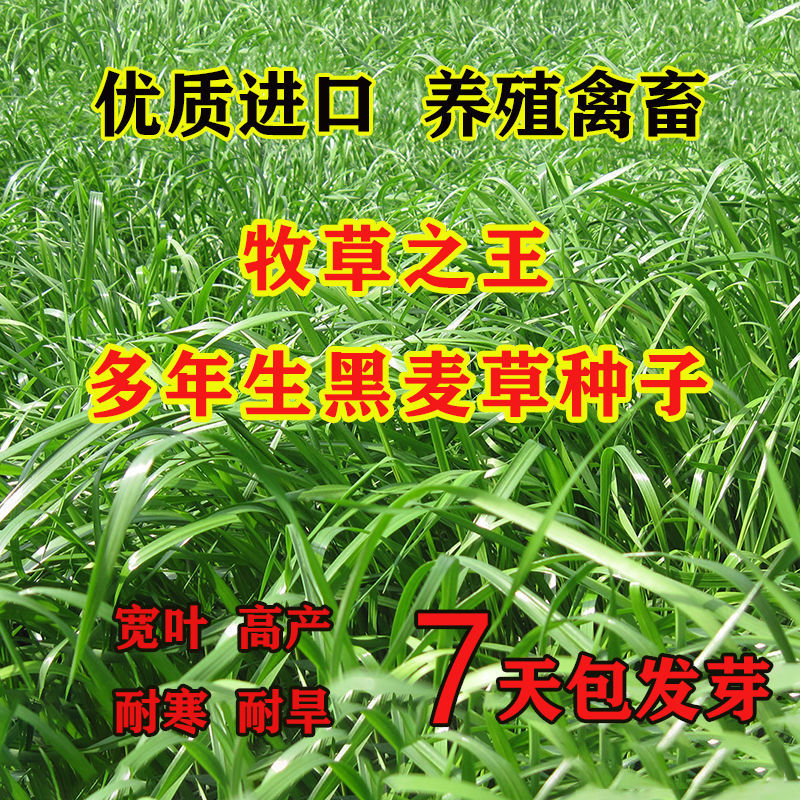 沭阳县草坪种子  黑麦草种子耐旱耐寒高产型牧草种子
